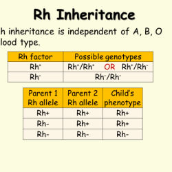 Inheritance of blood types worksheet