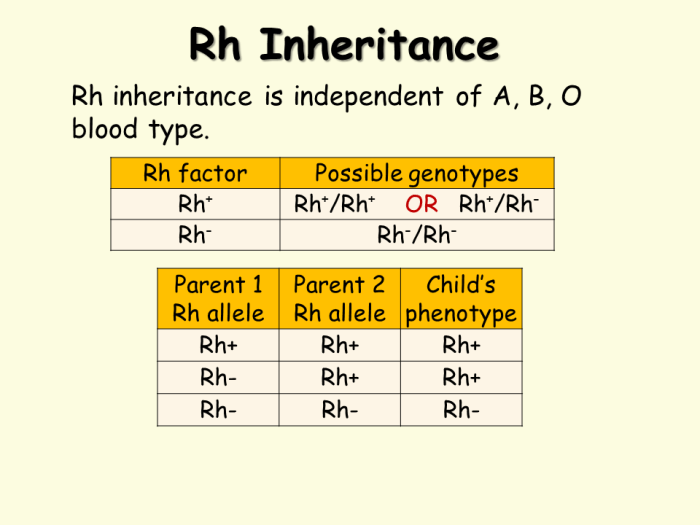 Inheritance of blood types worksheet