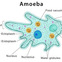 Amoeba pseudopodia amoebas scientists pulling