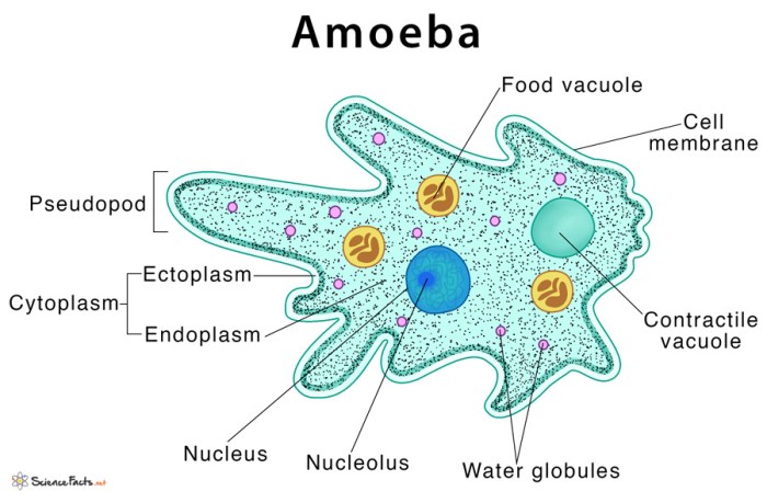 Amoeba pseudopodia amoebas scientists pulling