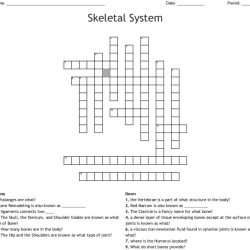 The skeletal system crossword puzzle