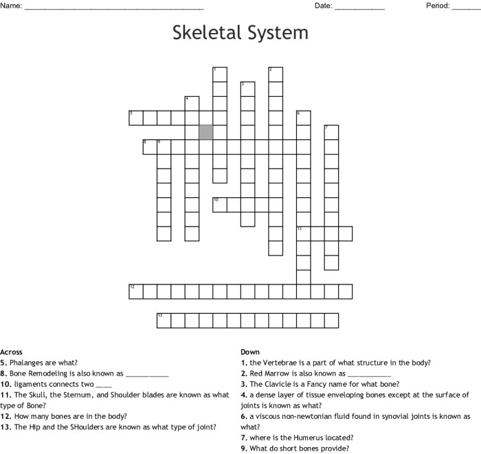 The skeletal system crossword puzzle