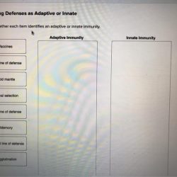 Indicate whether each item identifies an adaptive or innate immunity.