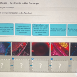 Bioflix activity: gas exchange -- carbon dioxide transport